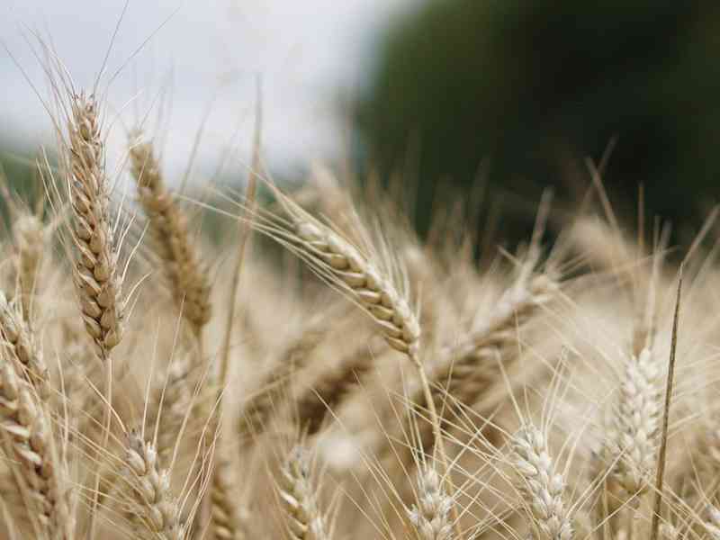 BORSA MERCI: SOSPESE LE CONTRATTAZIONI “IN PRESENZA” FINO AL 24.11