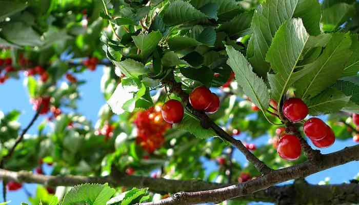 CONTRIBUTI PER LA PROTEZIONE DEI CERASETI "CILIEGIA DI VIGNOLA I.G.P."
